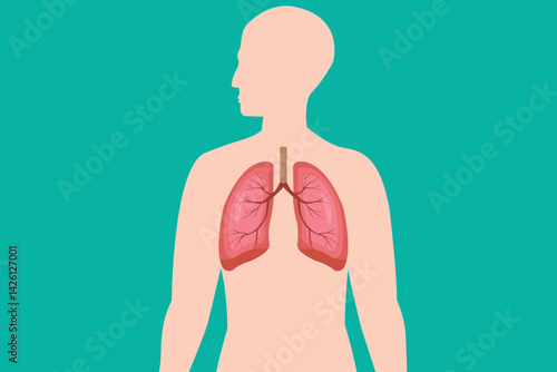 Healthy human lungs illustration inside body silhouette on white background, medical and anatomy concept on green background. eps 10