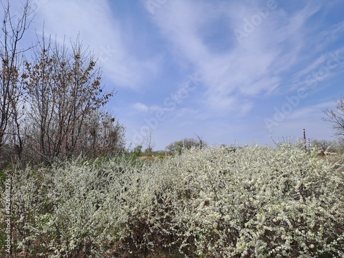 blooming cherry tree in spring