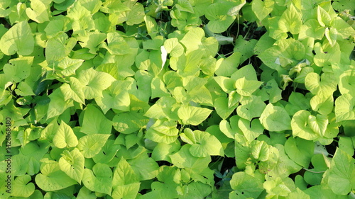 A close-up of Phaseolus Coccineus vibrant green sweet potato leaves filling the frame. The fresh foliage creates a natural, lush background, perfect for nature, agriculture, or plant-based visuals