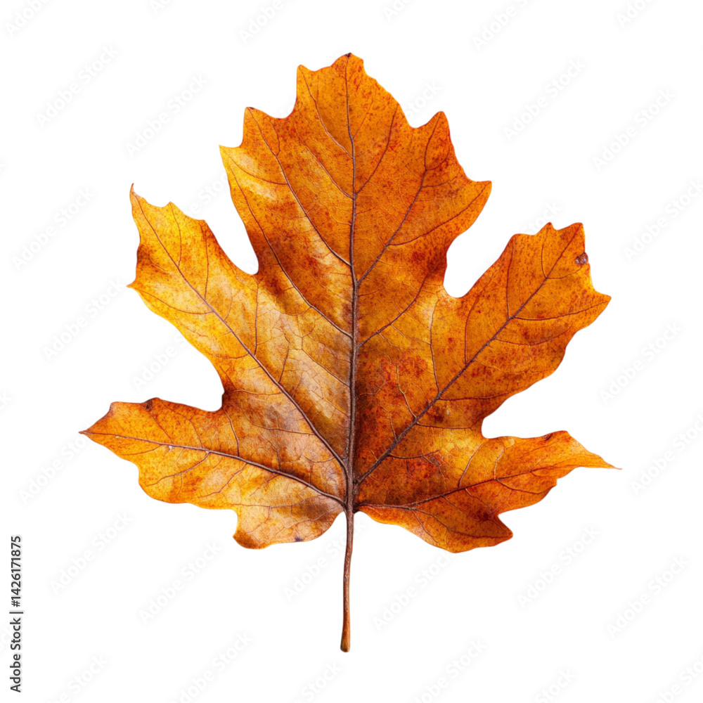 Obraz premium yellow autumn leaf on transparent background 