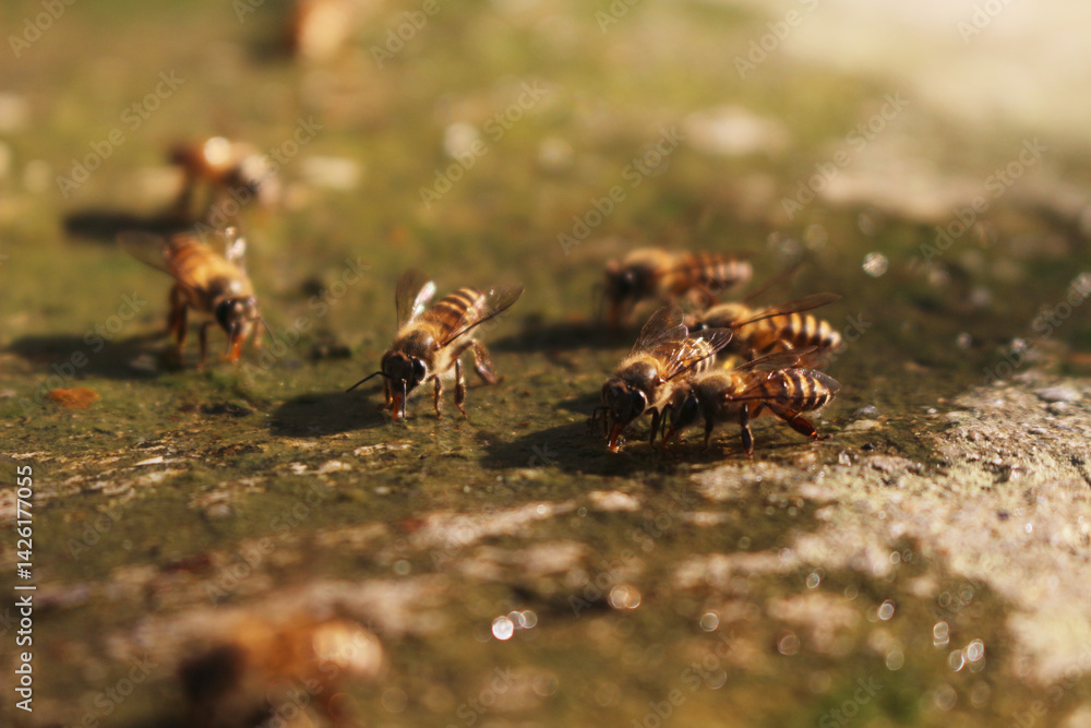 Close-up image of a swarm of bees drinking water. Close-up image of a swarm of bees drinking water.