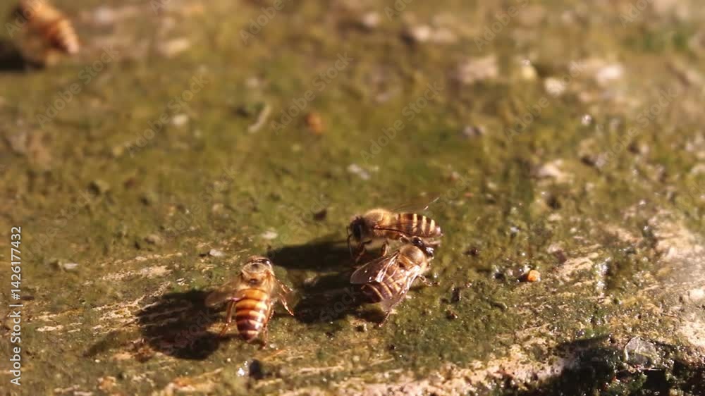 A swarm of bees sits on the surface of the water on the ground. A swarm of bees sits on the surface of the water on the ground.
