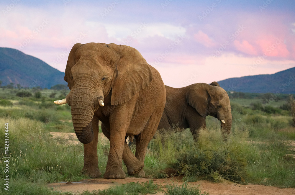 Fototapeta premium Beautiful young African elephants at sunset. On a game drive in a Namibian game reserve. Tourism and vacation concept. Namibia, Africa.