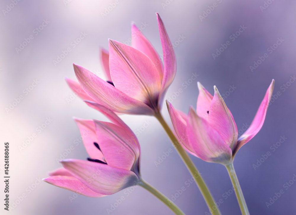 Tulipany botaniczne, zaproszenie, tapeta, dekoracja.