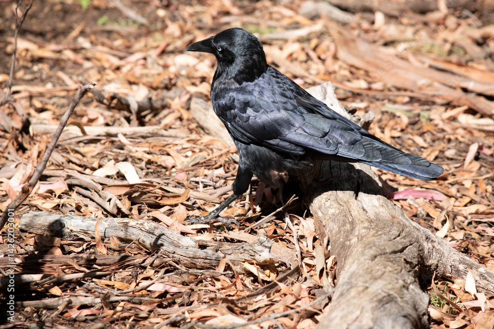 this is a side view of an Australian Raven walking this is a side view of an Australian Raven walking