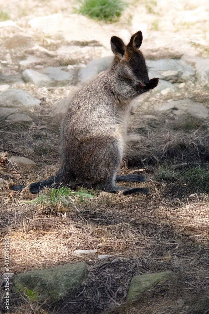 Naklejka premium this is a joey swamp wallaby licking its paws
