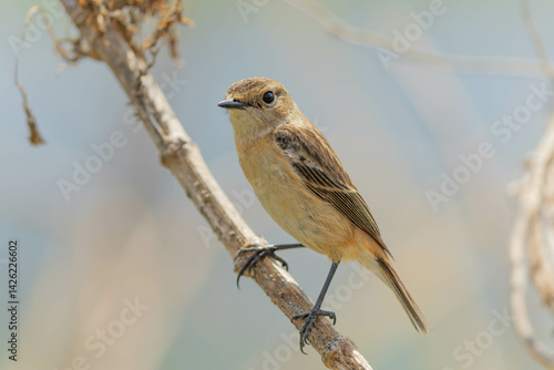 春の日のノビタキ