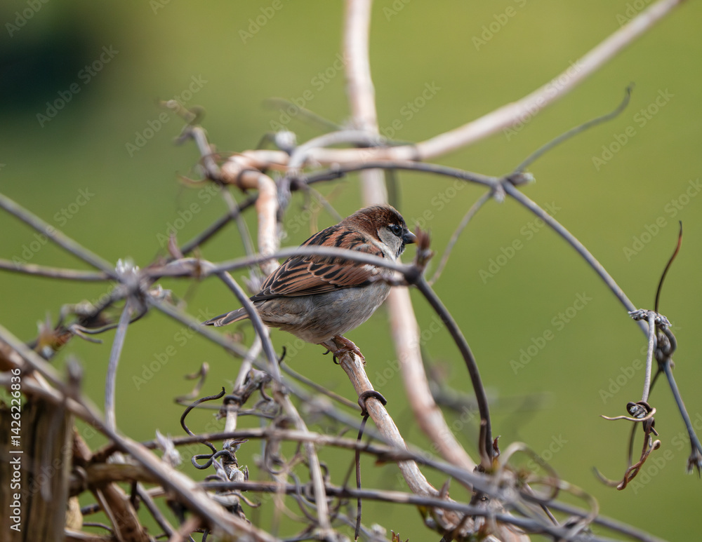 Fototapeta premium House Sparrow Perched on a Vine Branch in Spring