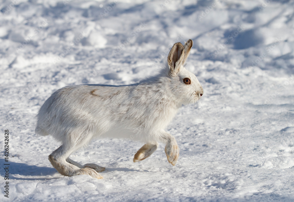 White Snowshoe hare isolated on white background running in snow in Canada