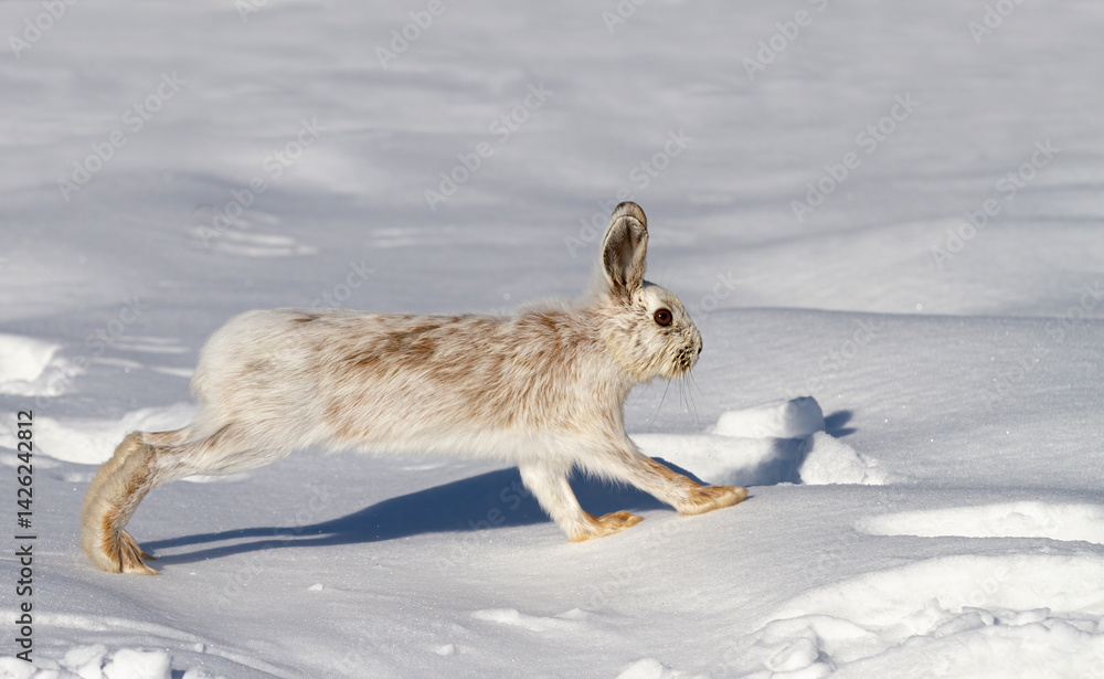 White Snowshoe hare isolated on white background running in snow in Canada