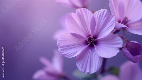 A Close-up Photograph of Light Purple Flowers