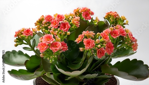 Wallpaper Mural Beautiful pink flowers of Kalanchoe plant with lush green leaves in pot on bright background Torontodigital.ca