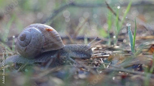 Large snail sliding on morning ground with dew droplet. Macro animal background