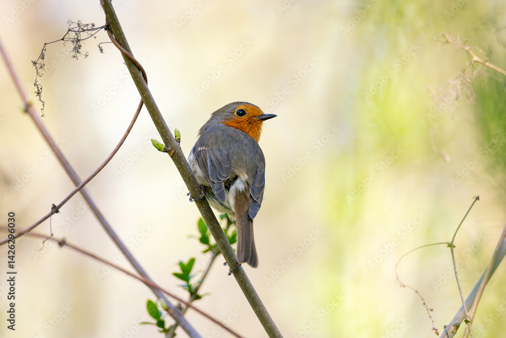 Fototapeta premium Robin bird sitting on a branch with fresh green leaves in spring