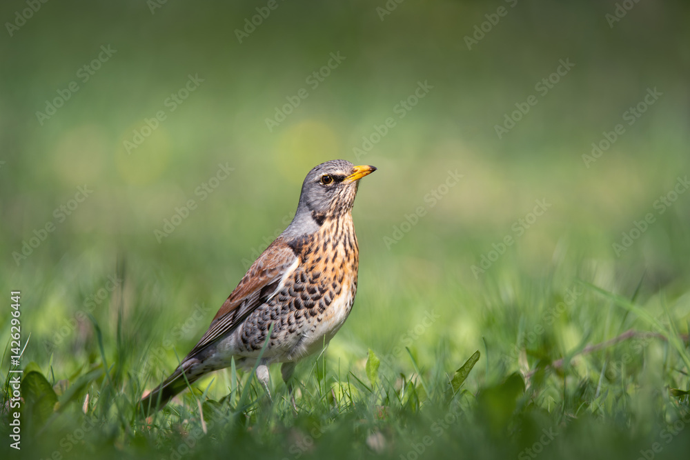 Fototapeta premium Fieldfare thrush in green grass, wild songbird in natural woodland setting on a spring day