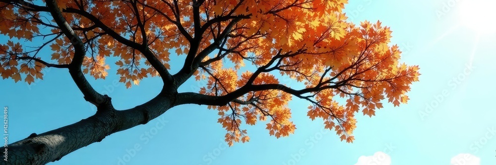 A tree's branches stretching up towards the sky, solo, branch A tree's branches stretching up towards the sky, solo, branch