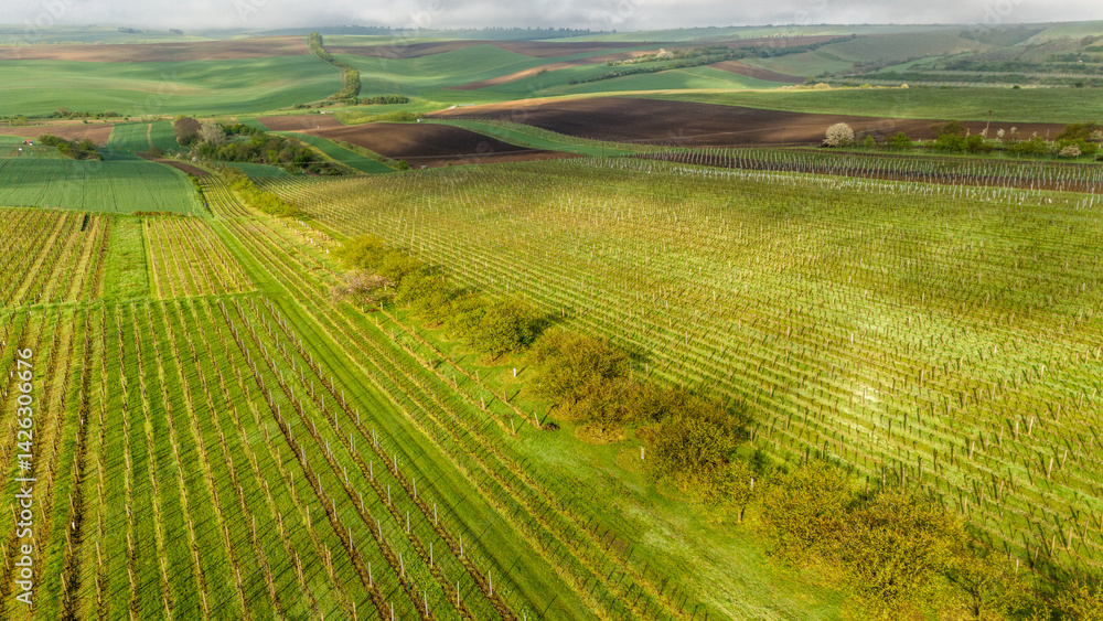 Drone view of Vineyards in Czech Moravia region at spring