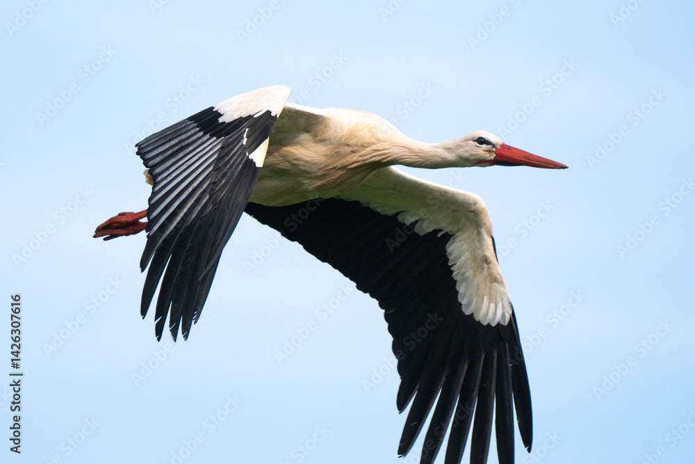 Fototapeta premium Cigogne blanche, .Ciconia ciconia, White Stork,