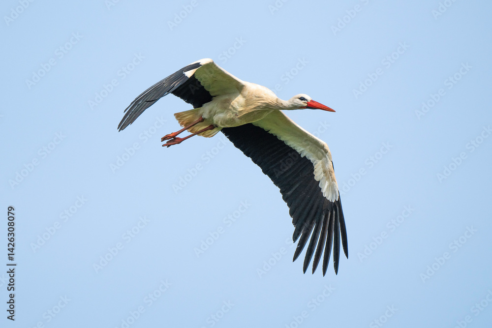 Obraz premium Cigogne blanche, .Ciconia ciconia, White Stork,