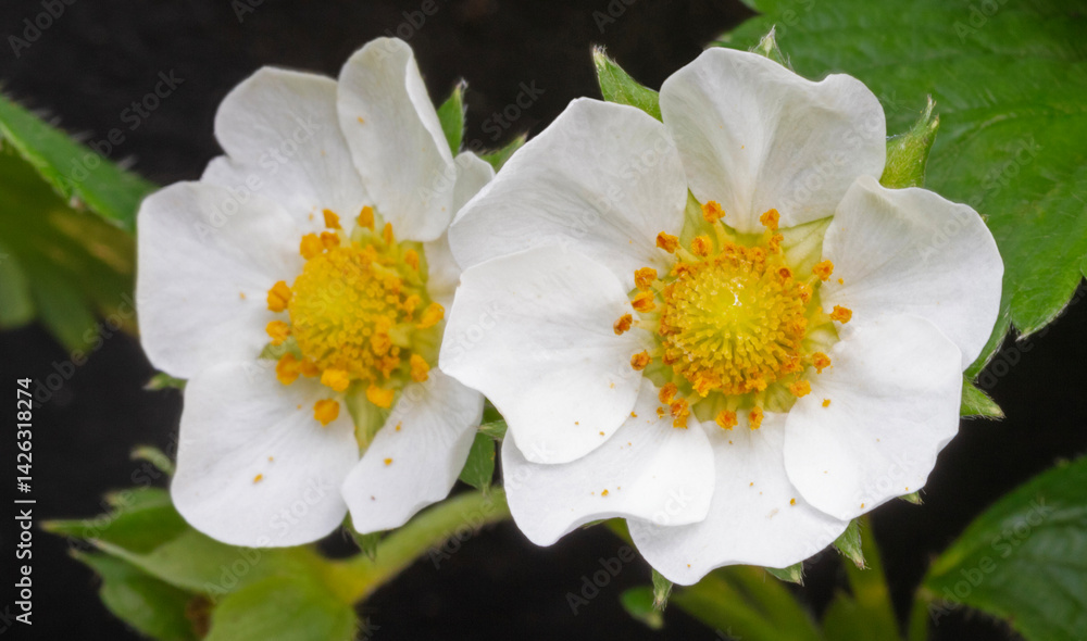 Closeup of two strawberry blossoms