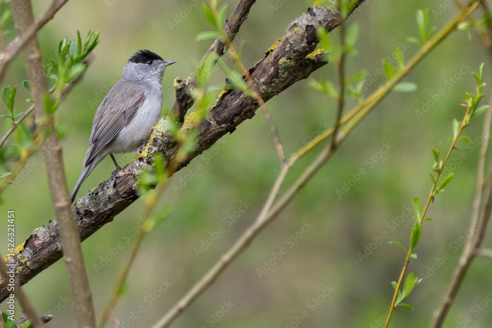 Male blackcap (Sylvia atricapilla) on a spring day, Fife, Scotland. Uk warbler species. Male blackcap (Sylvia atricapilla) on a spring day, Fife, Scotland. Uk warbler species.