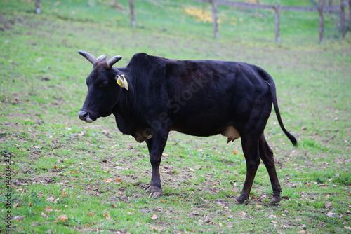 Black Zebu Cow Standing in a Field