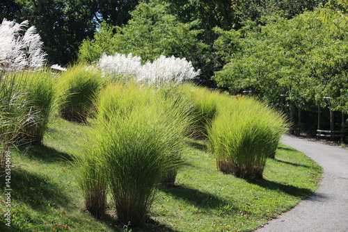 Ornamental Grasses Beside a Garden Path