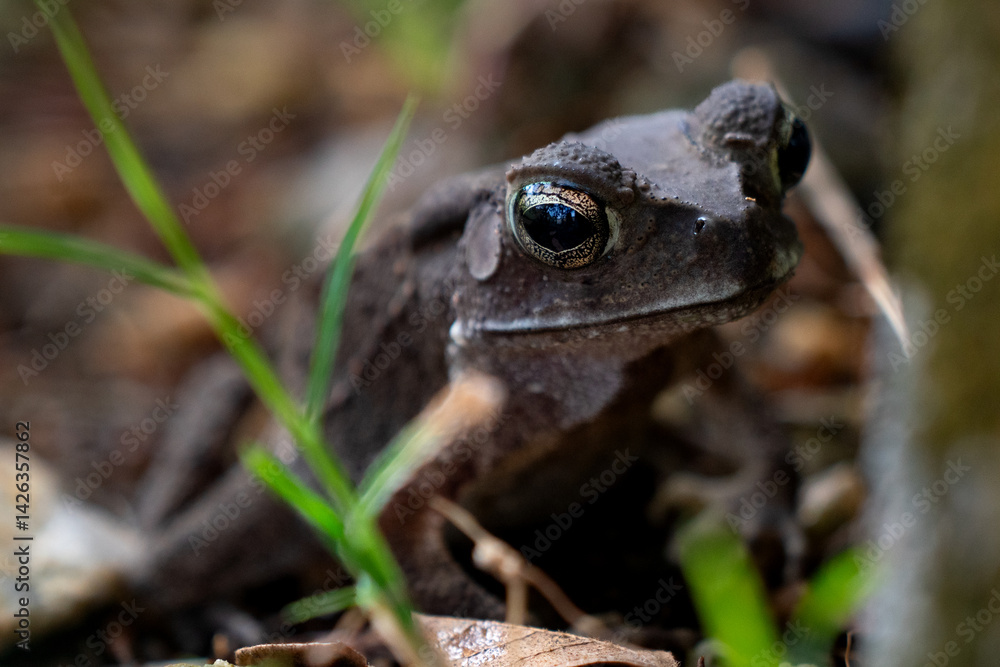 Fototapeta premium Close-up garden frog against bokeh background