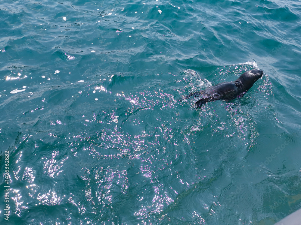 Fototapeta premium Baby seal swimming in the sea