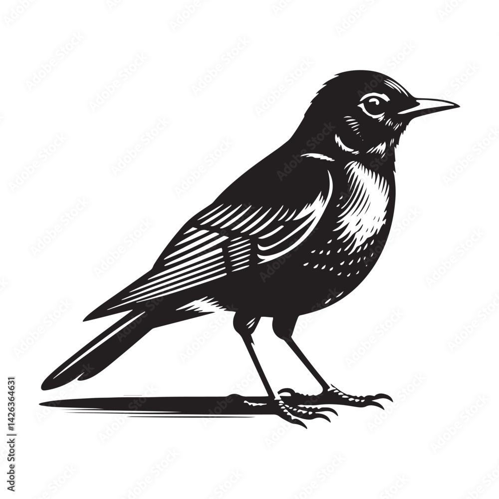 Obraz premium Elegant American Robin Silhouette Vector: Vibrant Songbird Design - Illustration of American Robin bird - Minimalist Bird Art.