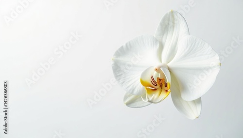 Delicate white orchid blossom on pure white background, summer, orchid, flower
