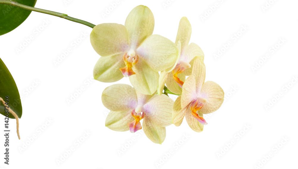 Naklejka premium yellow orchid flower isolated on white or transparent png