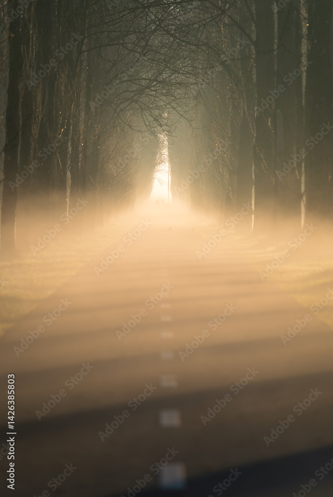 Empty bicycle lane between the trees in the fog on a spring morning.