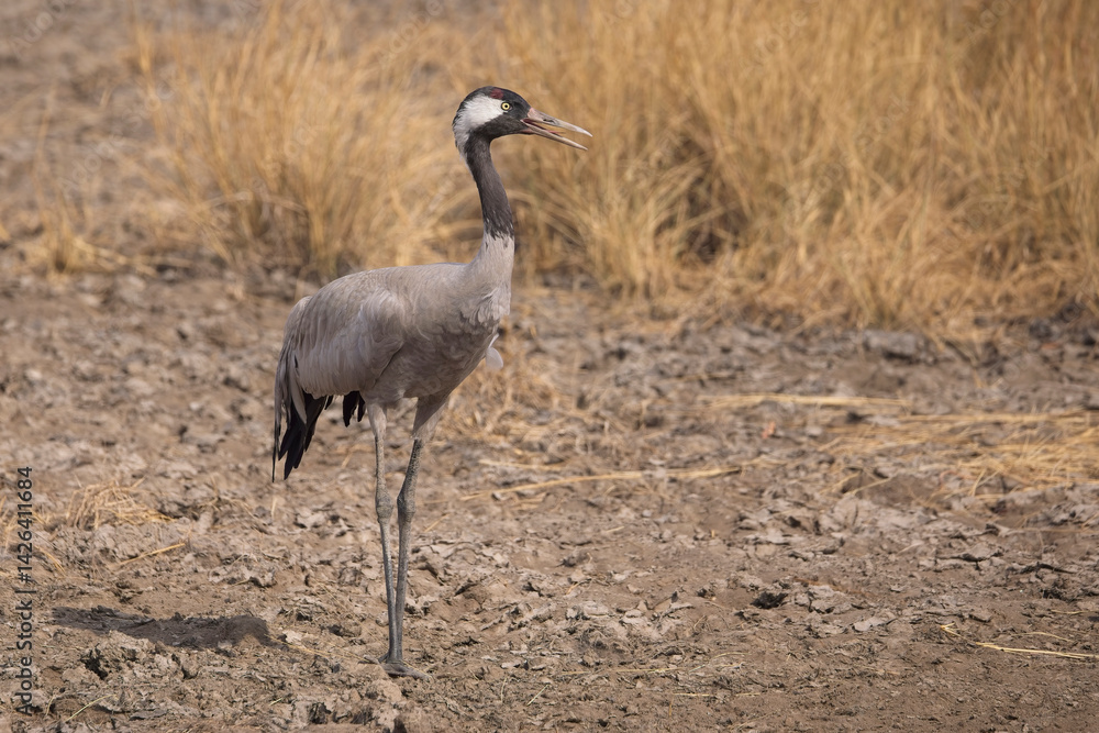 Obraz premium Common Crane (Grus grus), calling, Blackbuck National Park at Velavadar, Gujarat, India.