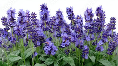 Vibrant purple lavender flowers with silvery green foliage against a white background. Close up view showcasing intricate details.