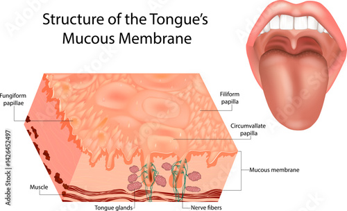 Cross-Sectional Anatomy of Tongue Mucosa with Papillae and Nerves. Human Tongue Structure Showing Filiform, Fungiform, and Circumvallate Papillae. Educational Medical Diagram of Tongue 