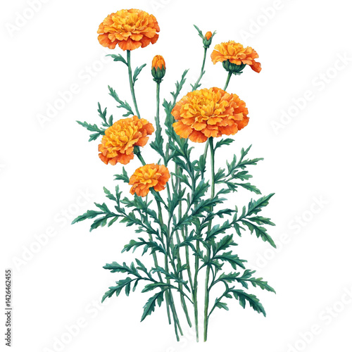 Bright marigold flowers with vibrant leaves isolateds watercolor art illustration transparent background isolated png stock