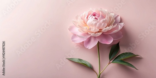 A single pale pink peony blossom with vibrant green leaves displayed on a soft pink background.