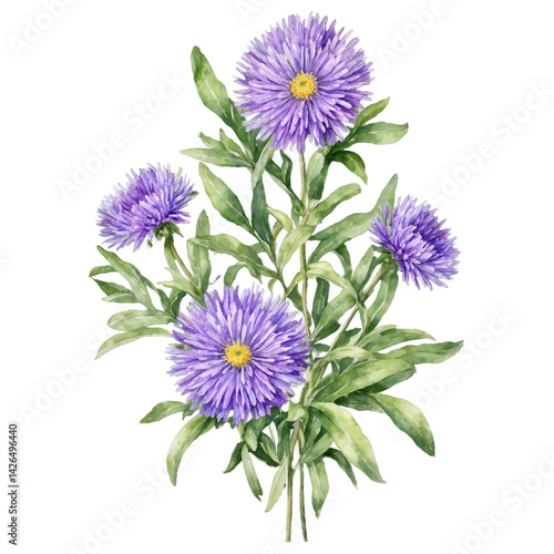 Violet aster on bouquet watercolor art illustration transparent background isolated png stock