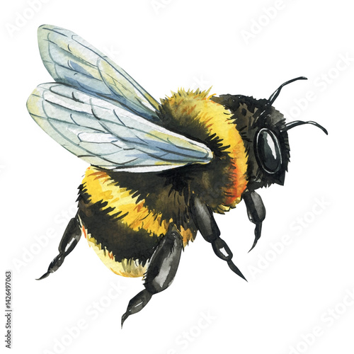Watercolor bumblebee with fluffy body and wings realistic insect illustration in natural scientific vintage style