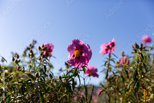 Ensemble de fleurs rose pourpre ensoleillées sur fond de ciel bleu, arbuste de cistes