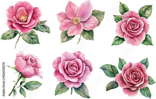 set of pink roses