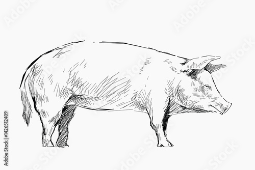 Pig sketch animal illustration vector