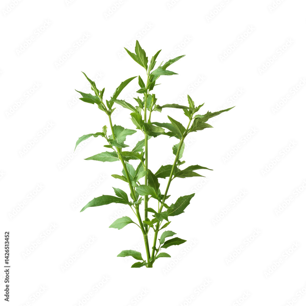 Fototapeta premium Lush Green Herb Plant, Isolated on Transparent Background