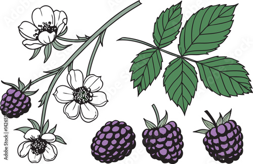 Botanical Blackberry Illustration with Flowers and Leaves 