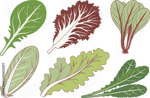 Leafy Greens Illustration Set – Spinach, Lettuce, and Mixed Salad Leaves Clipart