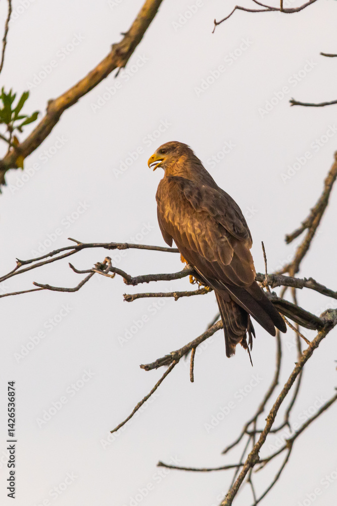 A yellow-billed Kite, with its beak slightly open, perched on dead branches in the golden early morning light in the Kruger National Park. A yellow-billed Kite, with its beak slightly open, perched on dead branches in the golden early morning light in the Kruger National Park.