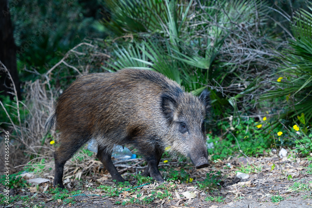 wild boar in forest wild boar in forest