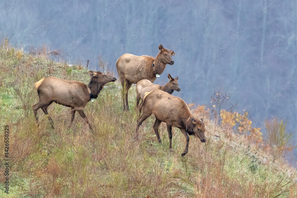 Fototapeta premium Elk
