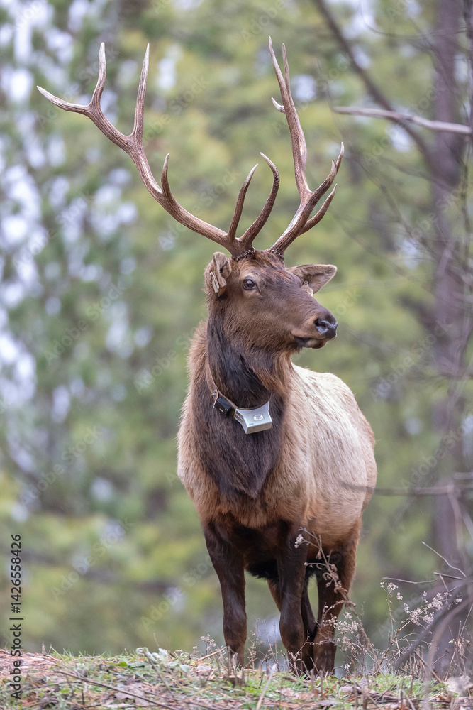 Elk Elk